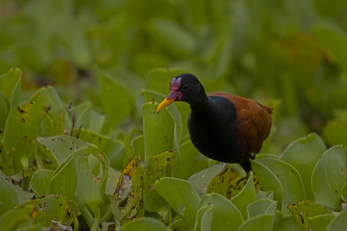 Wattled Jacana - Antonio Rodriguez-Sinovas