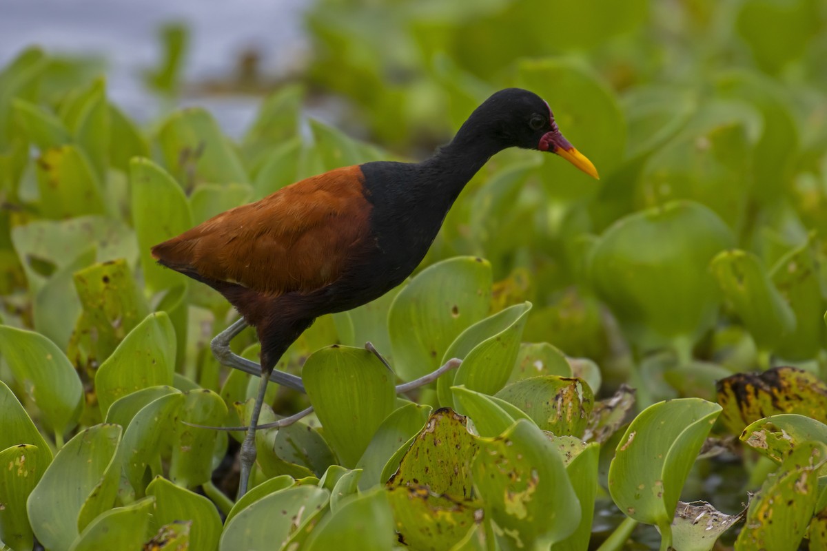 Wattled Jacana - Antonio Rodriguez-Sinovas
