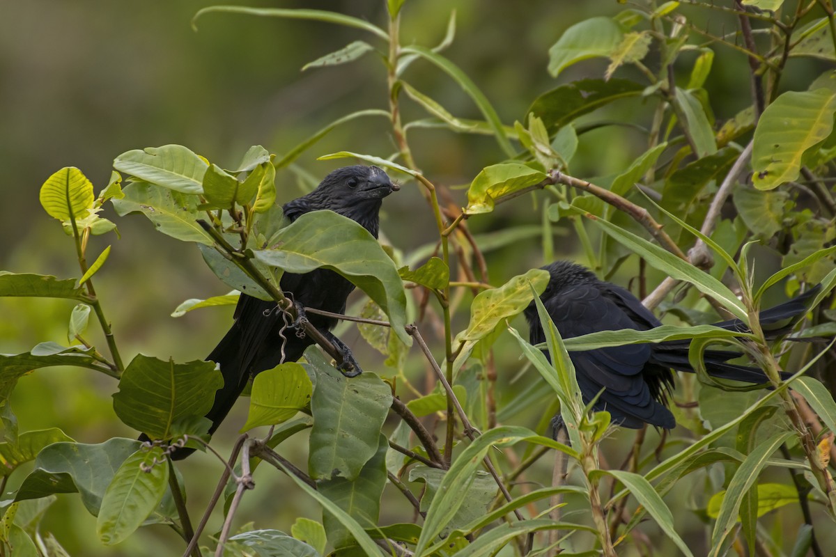 Smooth-billed Ani - Antonio Rodriguez-Sinovas