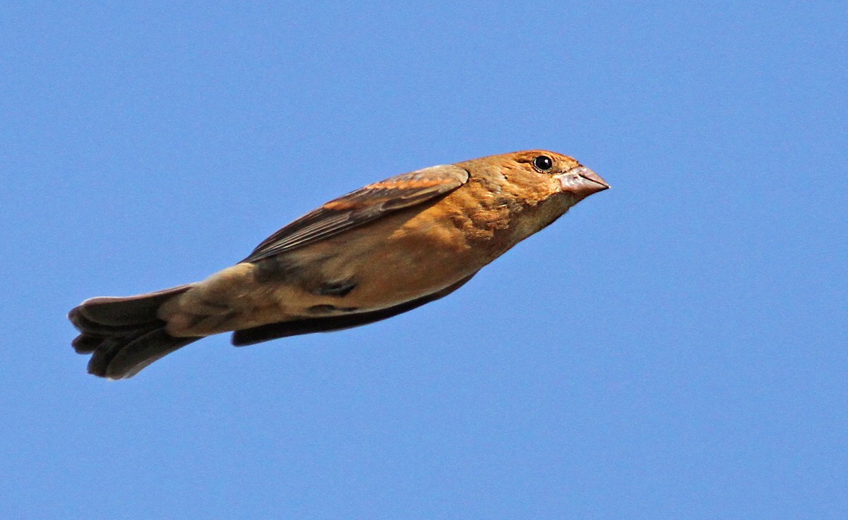 גבתאי כחול - ML61067091