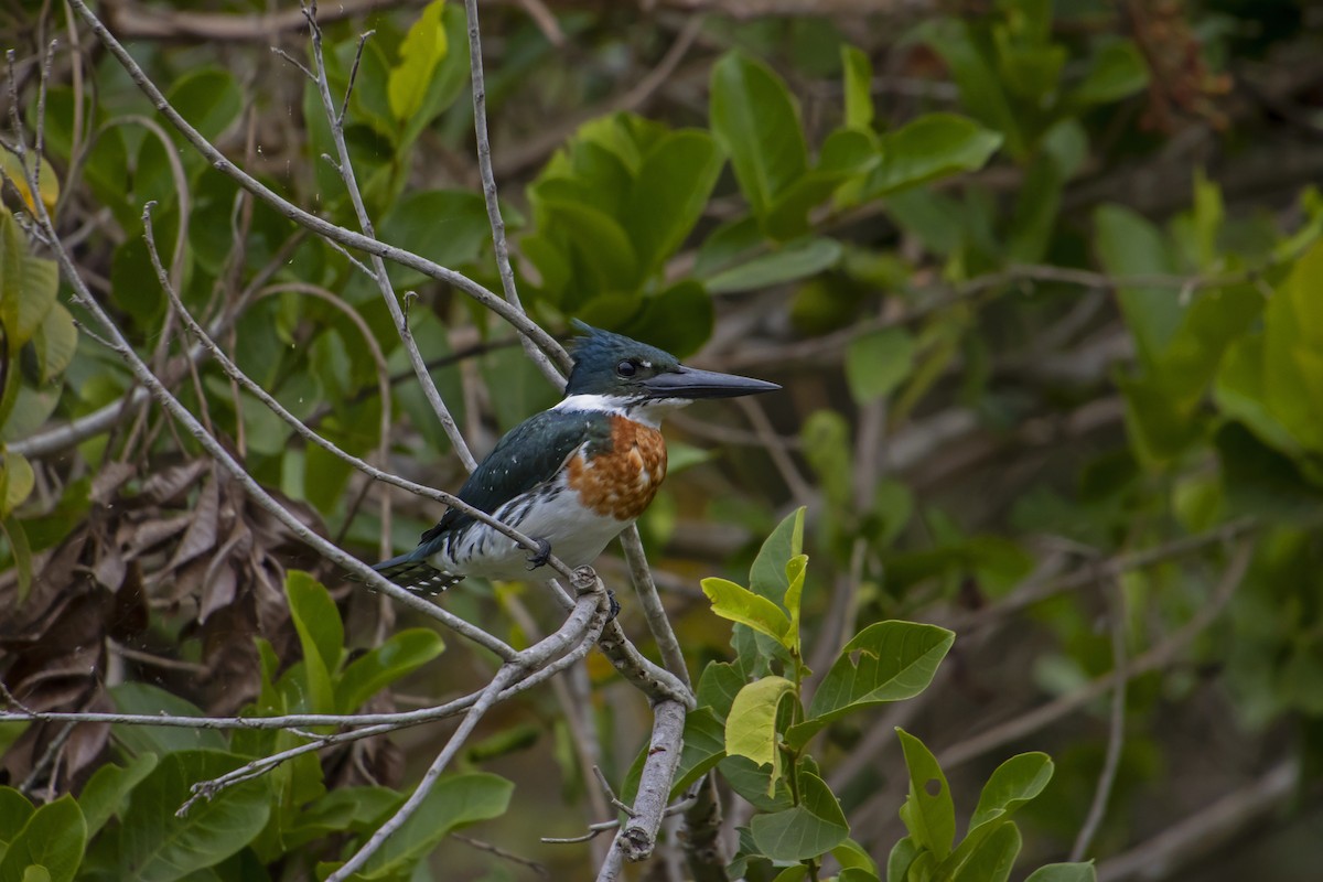 Amazon Kingfisher - Antonio Rodriguez-Sinovas
