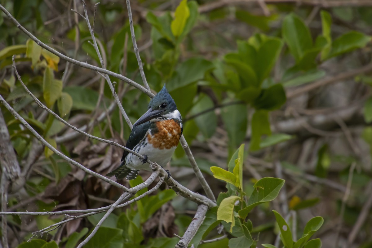 Amazon Kingfisher - Antonio Rodriguez-Sinovas