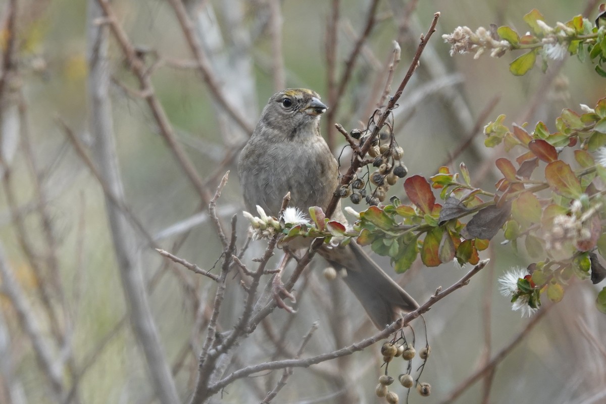 Golden-crowned Sparrow - ML610670923