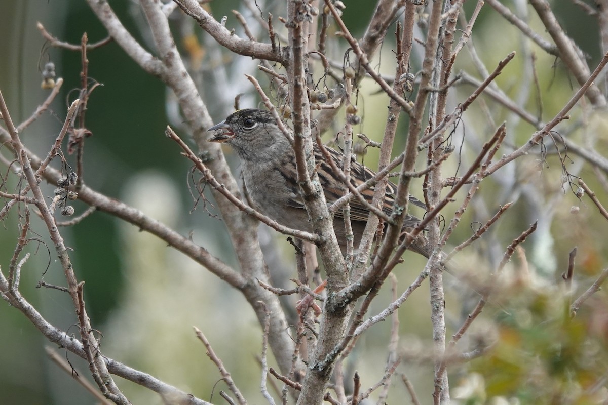 Golden-crowned Sparrow - ML610670924