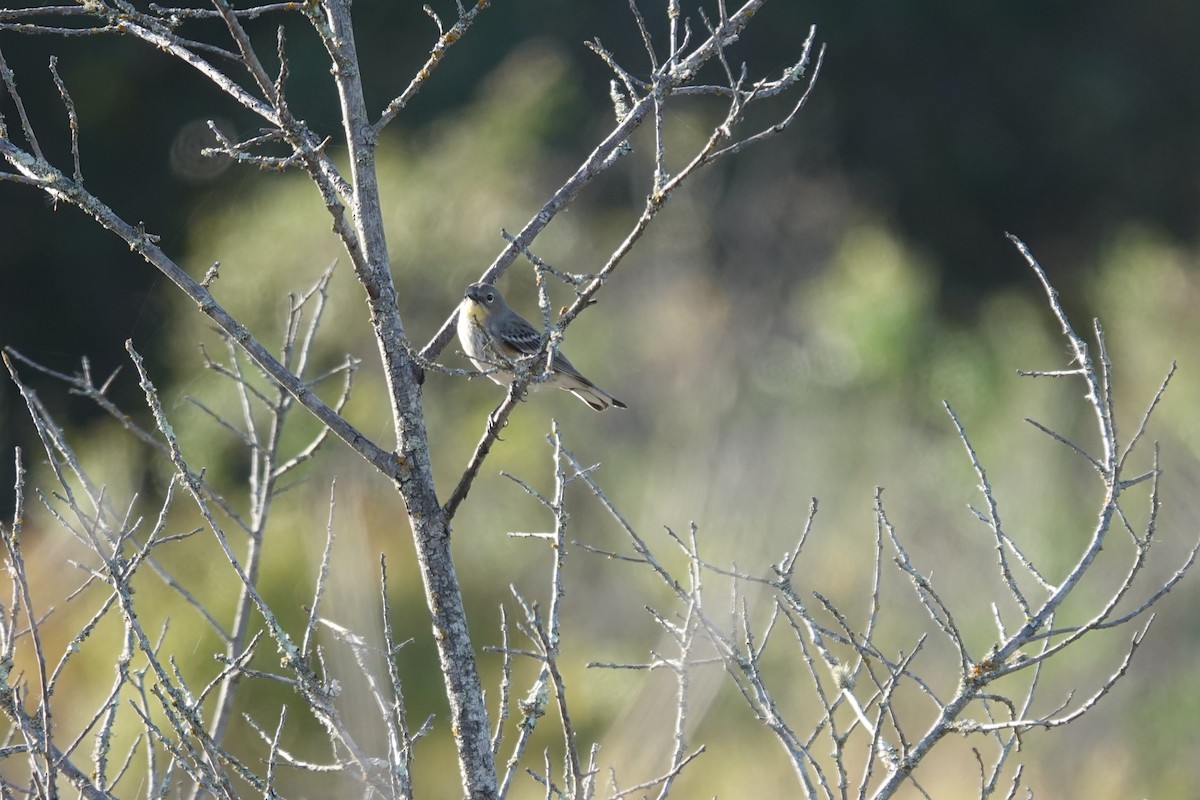 Yellow-rumped Warbler (Audubon's) - ML610670932