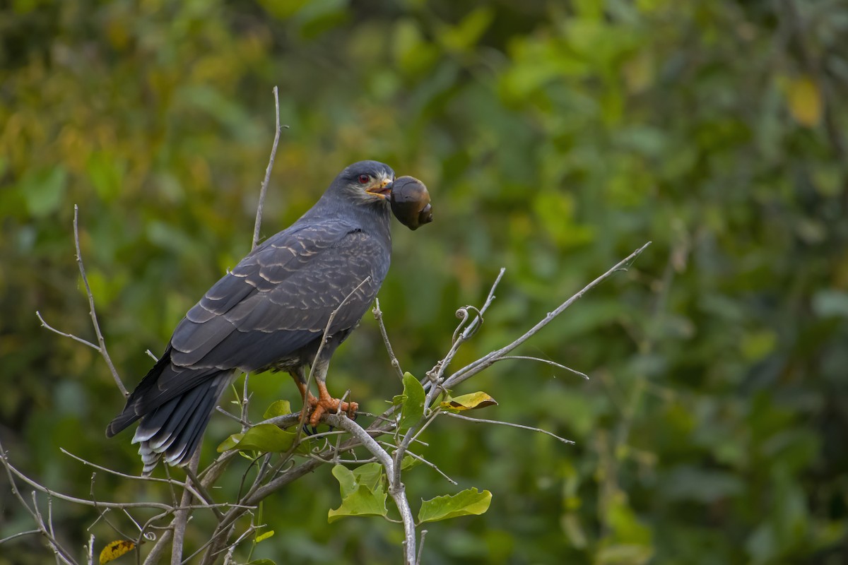 Snail Kite - Antonio Rodriguez-Sinovas