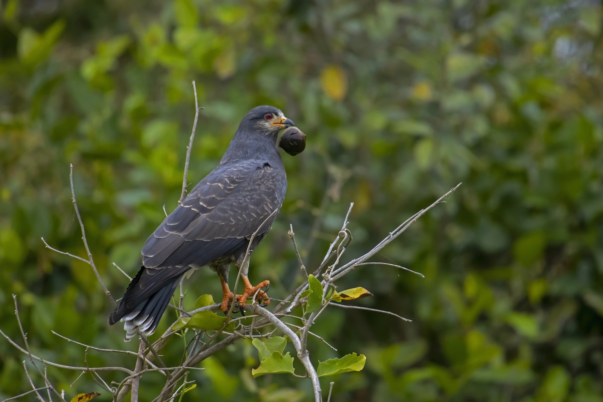Snail Kite - Antonio Rodriguez-Sinovas