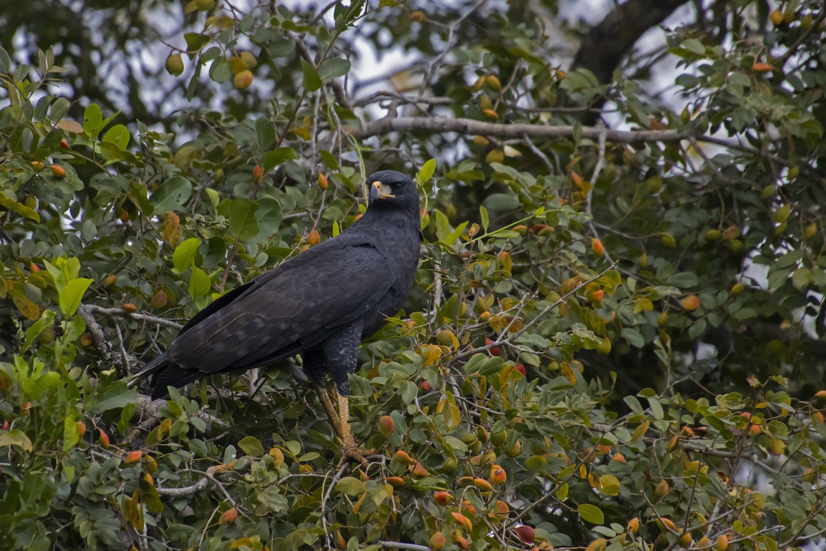 Great Black Hawk - ML610670953