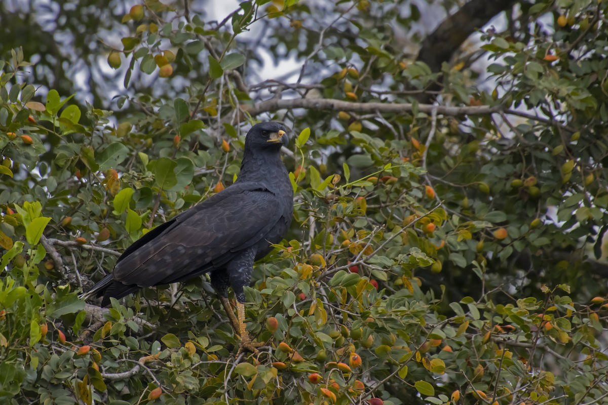 Great Black Hawk - Antonio Rodriguez-Sinovas