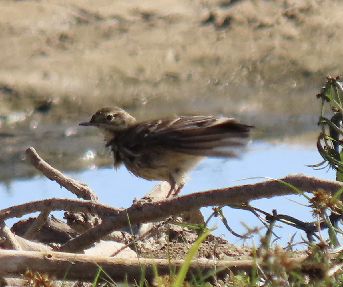 American Pipit - ML610670962