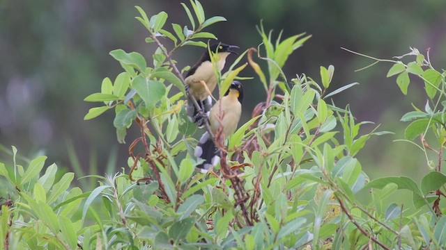 Black-capped Donacobius - ML610670974