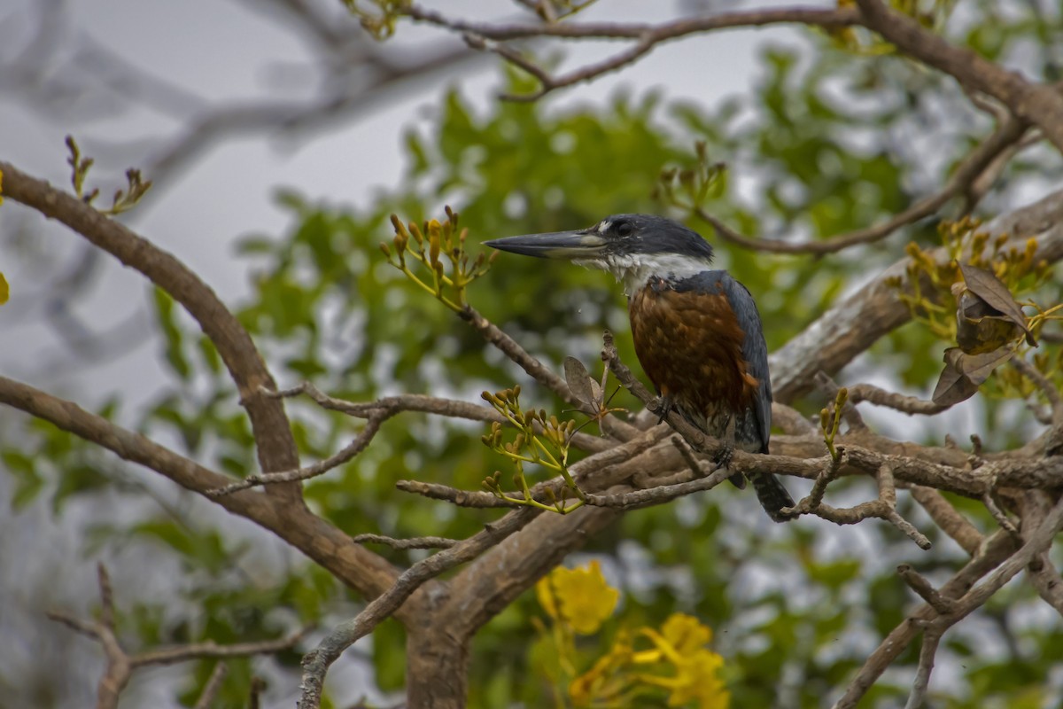 Ringed Kingfisher - Antonio Rodriguez-Sinovas