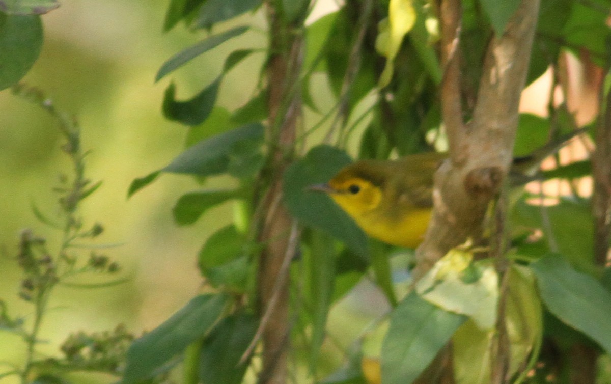 Hooded Warbler - ML61067101