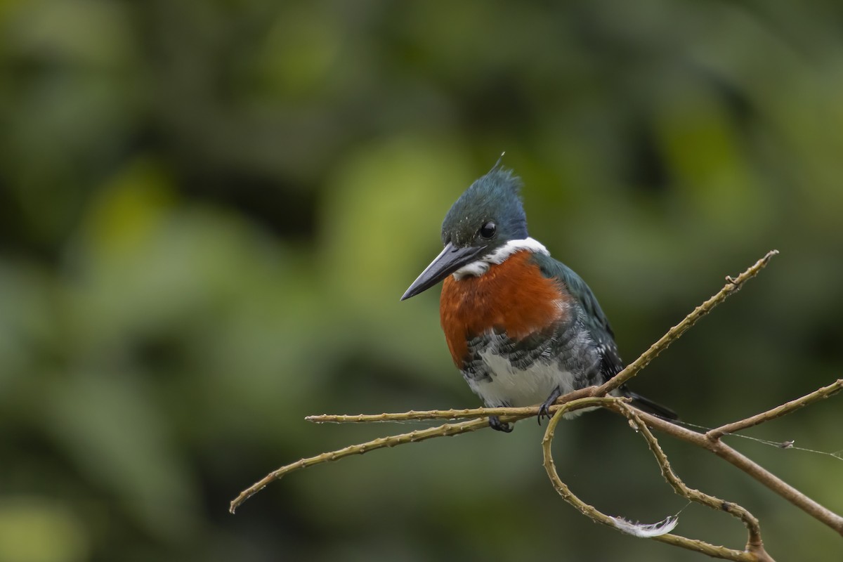 Green Kingfisher - Antonio Rodriguez-Sinovas