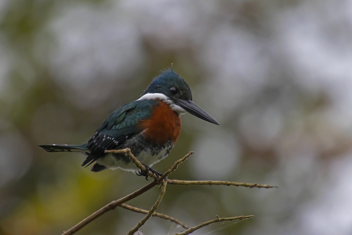 Green Kingfisher - Antonio Rodriguez-Sinovas