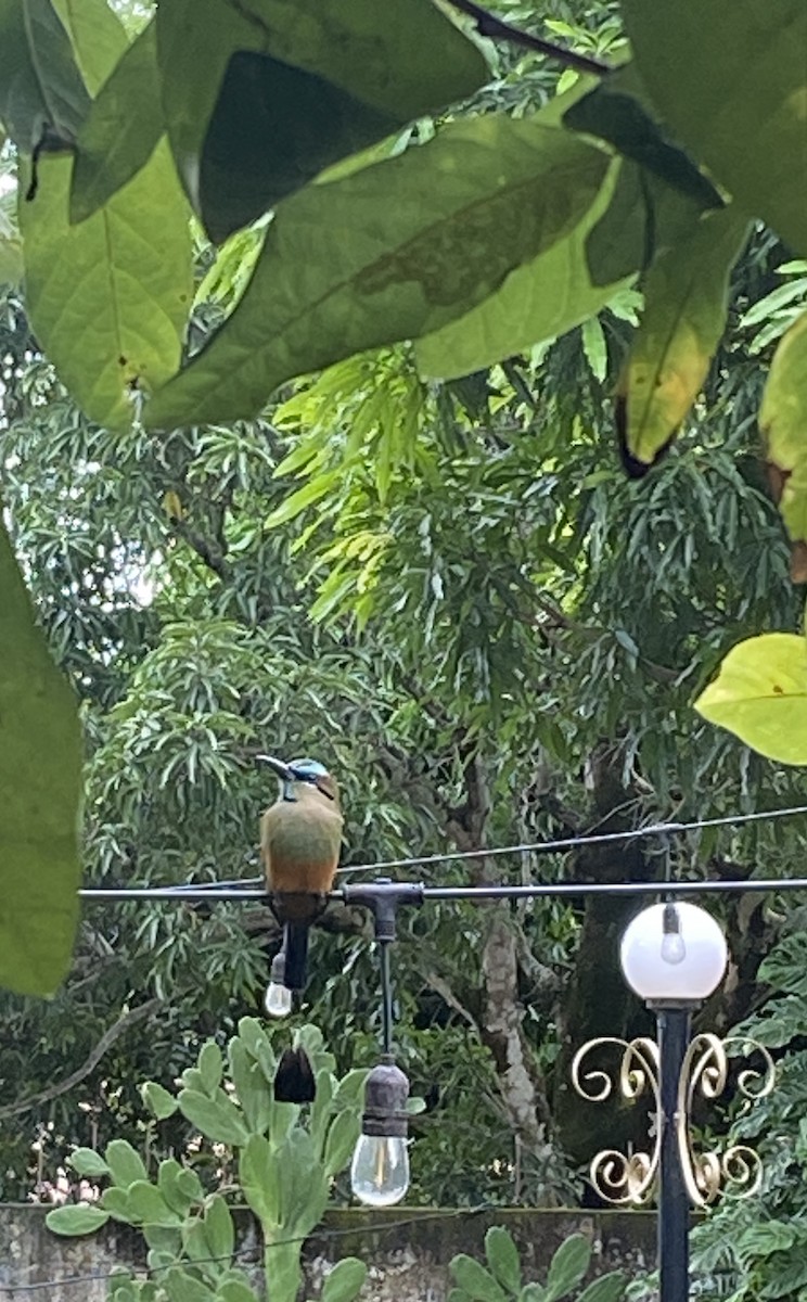 Turquoise-browed Motmot - ML610671093