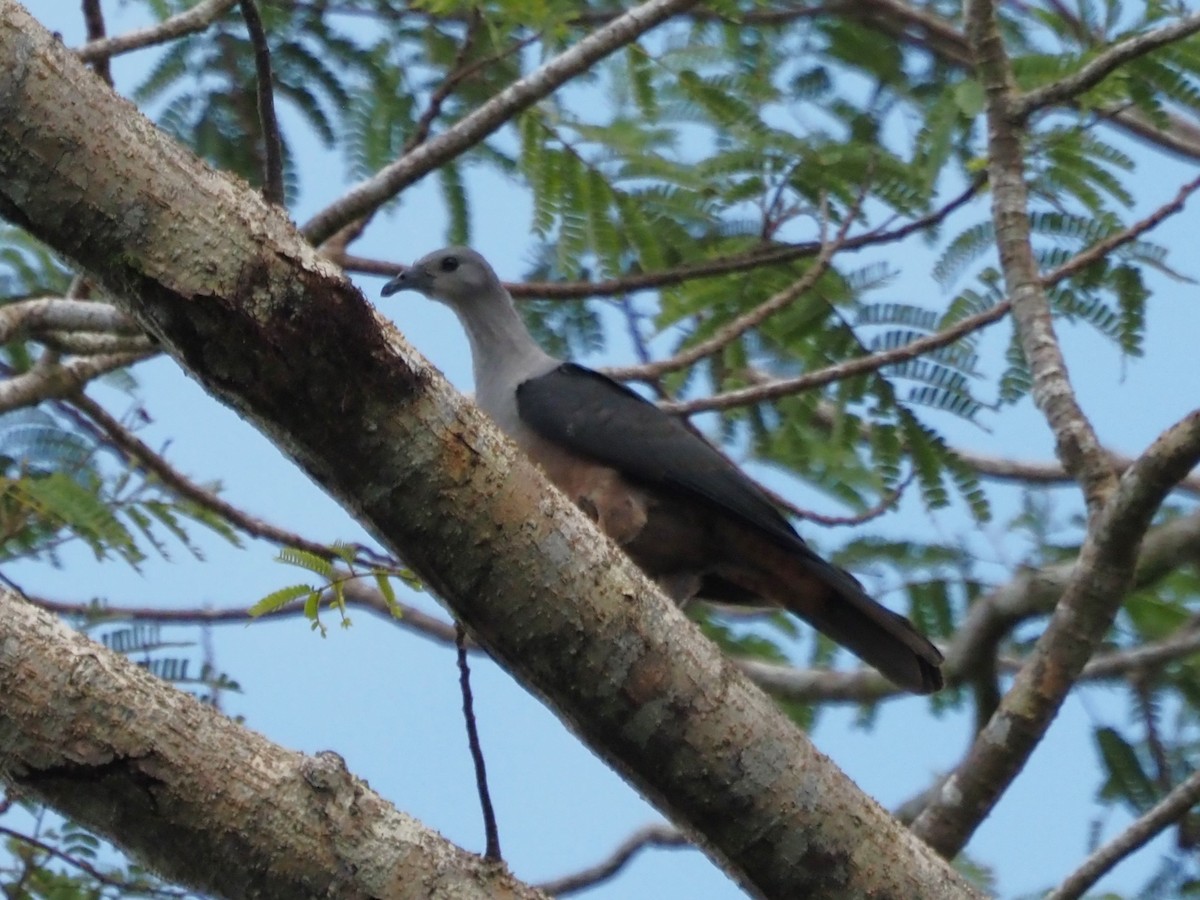 Dúcula de Micronesia - ML610671125