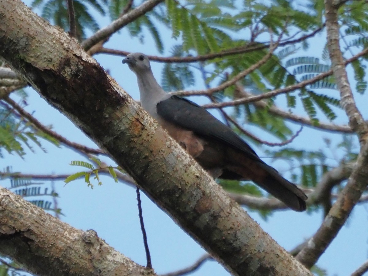 Dúcula de Micronesia - ML610671127