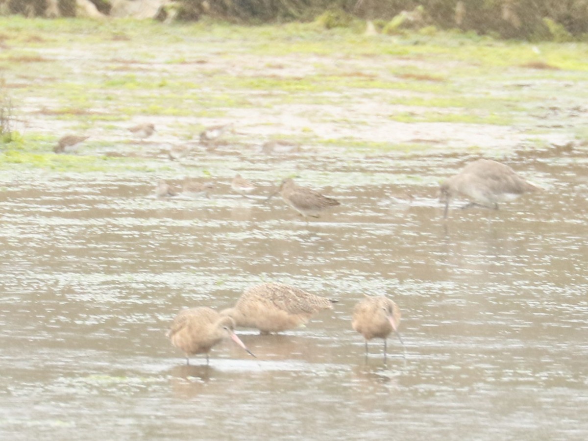 Long-billed Dowitcher - ML610671166