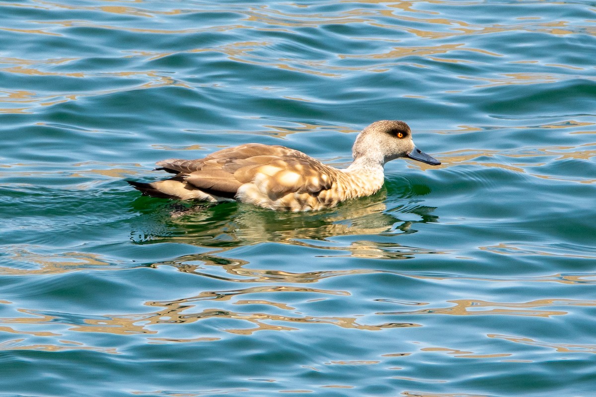 Crested Duck - Carlos Alberto Justiniano Parada