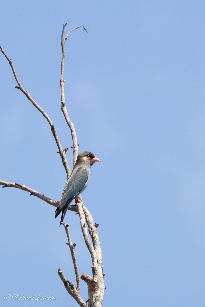 Dollarbird - Richard Latuchie