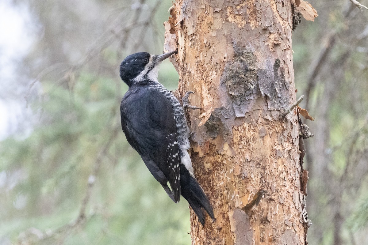 Black-backed Woodpecker - ML610671248