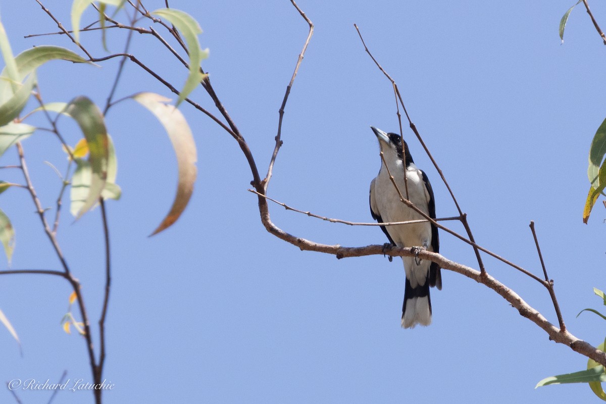 Silver-backed Butcherbird - ML610671252