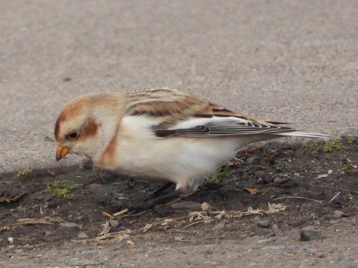 Snow Bunting - ML610671297