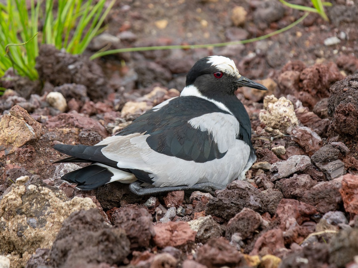 Blacksmith Lapwing - ML610671331