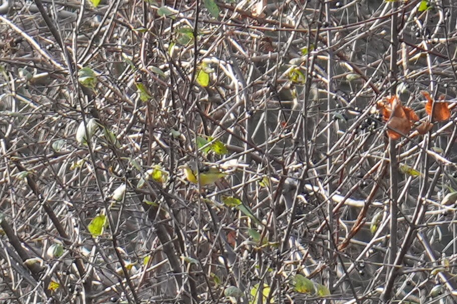 lesňáček rezavokorunkatý (ssp. ruficapilla) - ML610671343