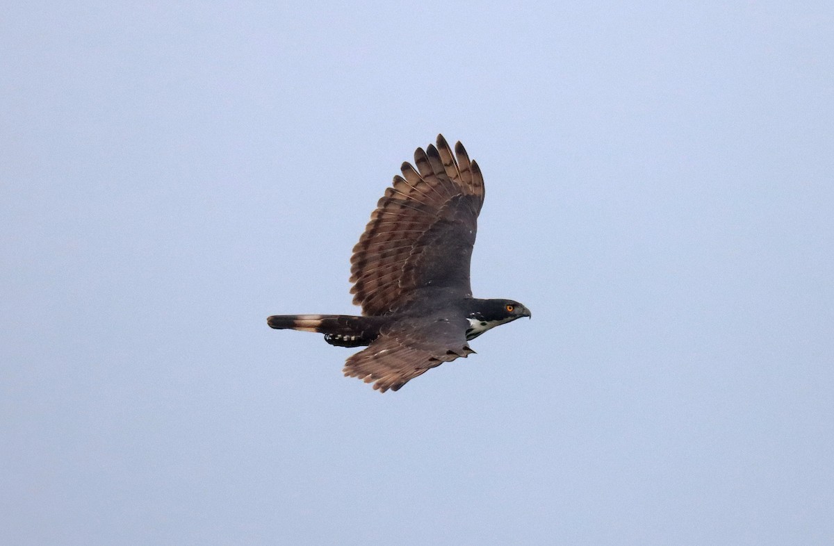 Blyth's Hawk-Eagle - Wayne Paes