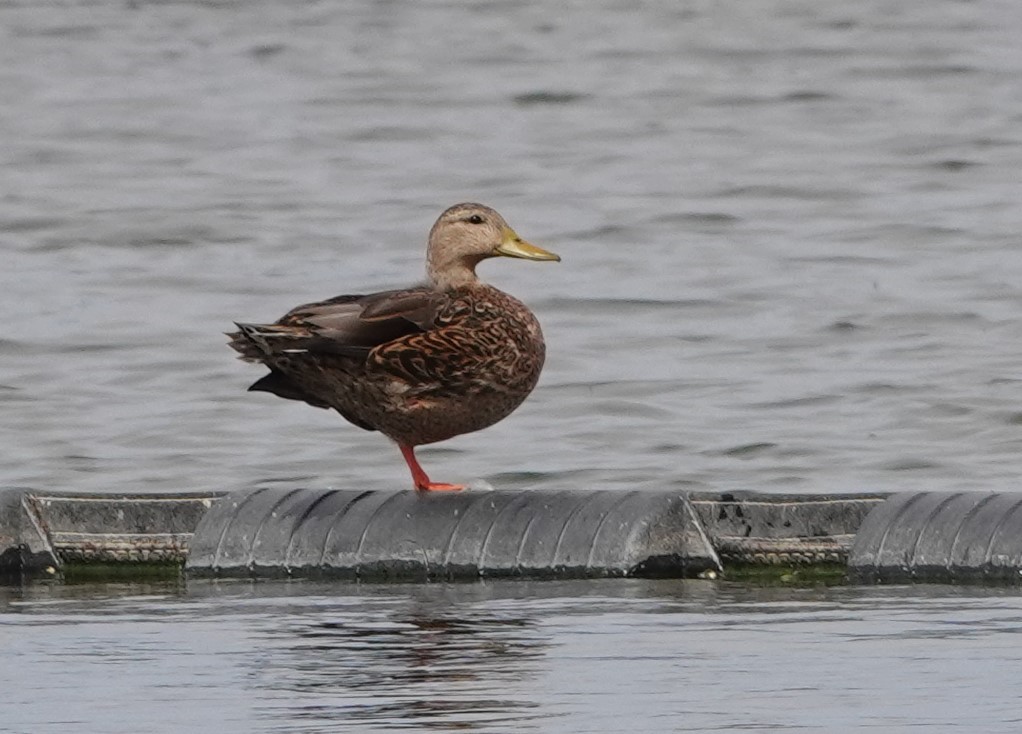 Mexican Duck - ML610671517