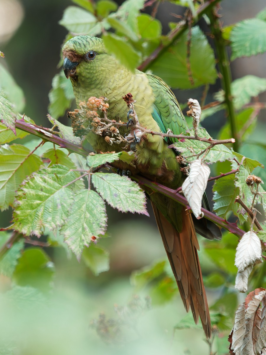 Austral Parakeet - ML610671527