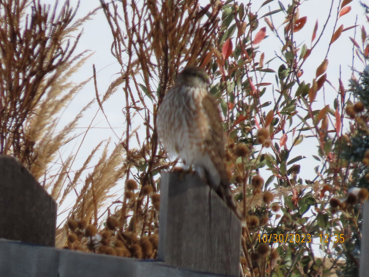 Sharp-shinned Hawk - ML610671583