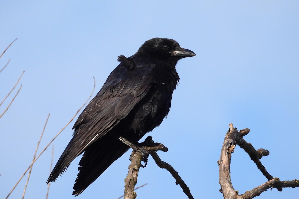 Carrion Crow - ML610671644