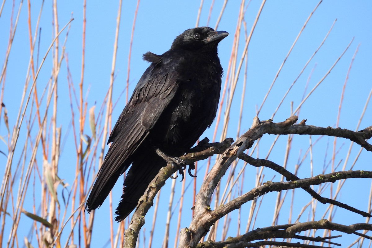 Carrion Crow - ML610671645