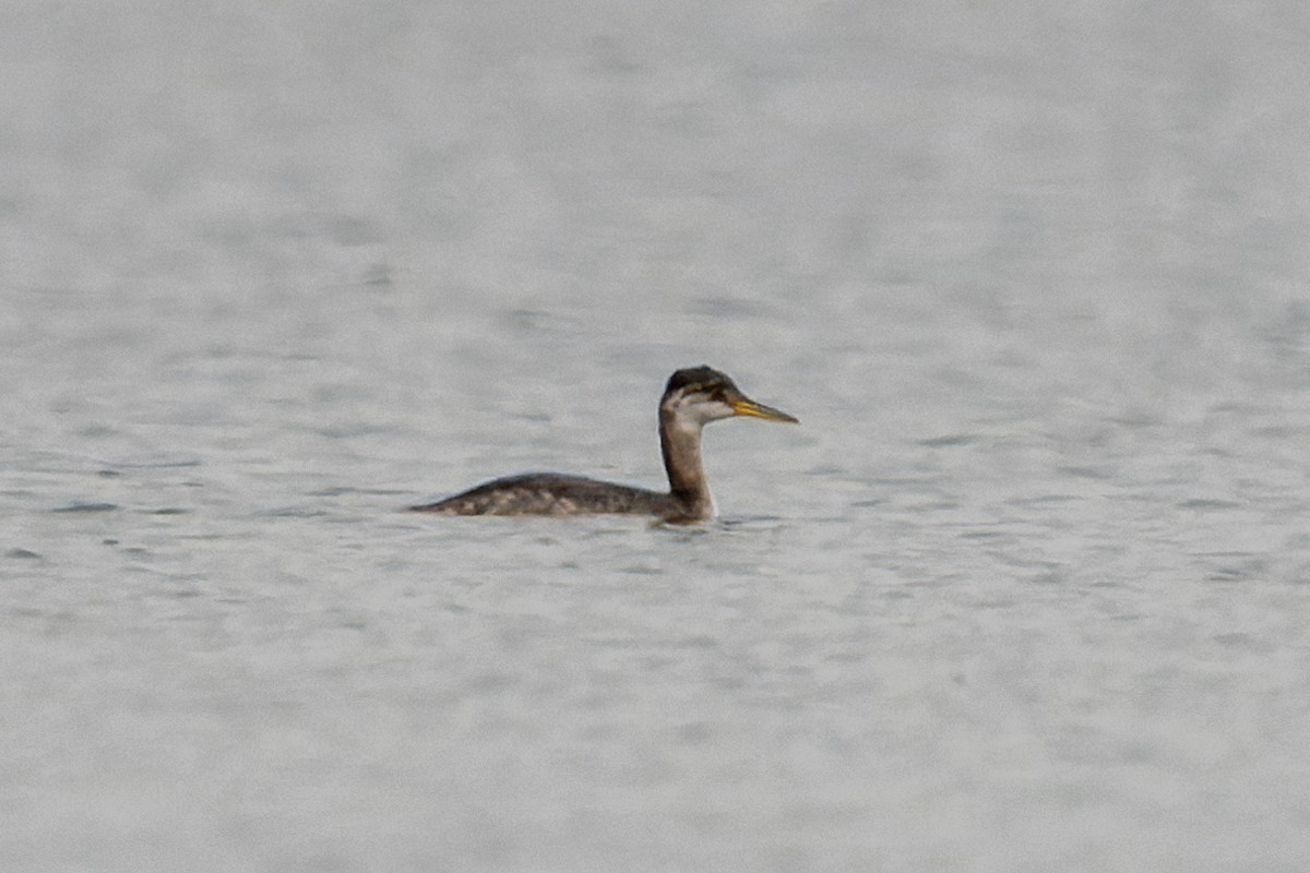 Red-necked Grebe - Yong Chen