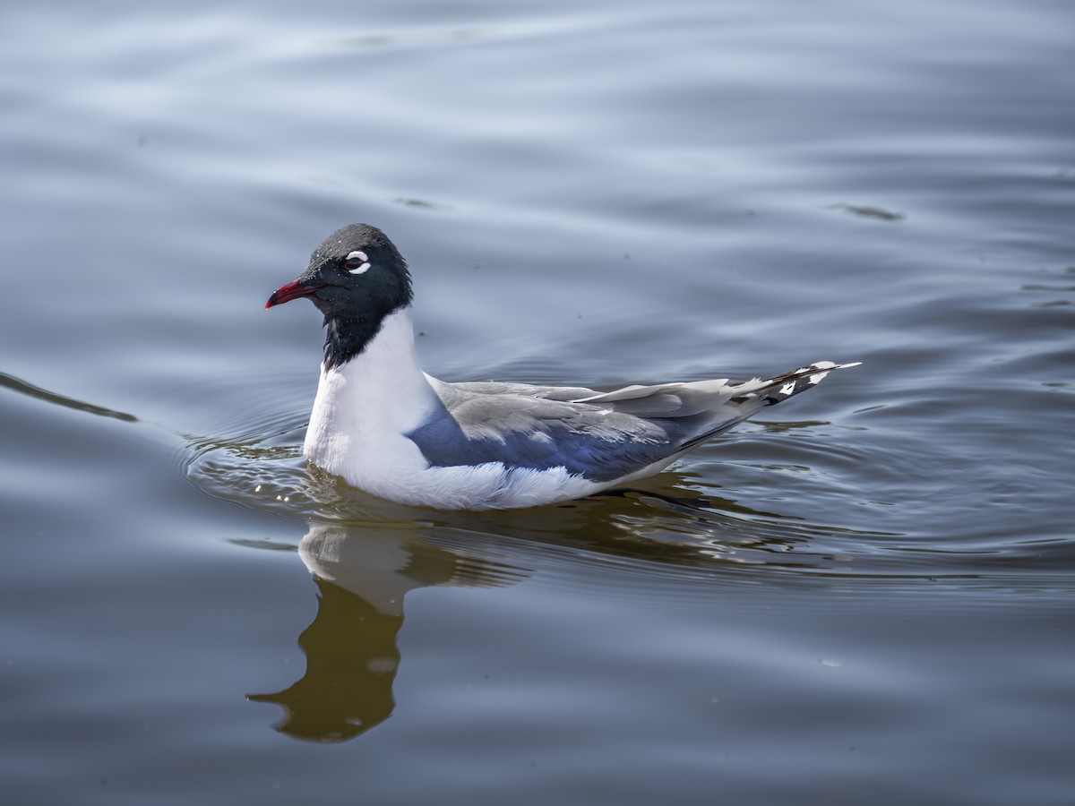 Franklin's Gull - ML610671653