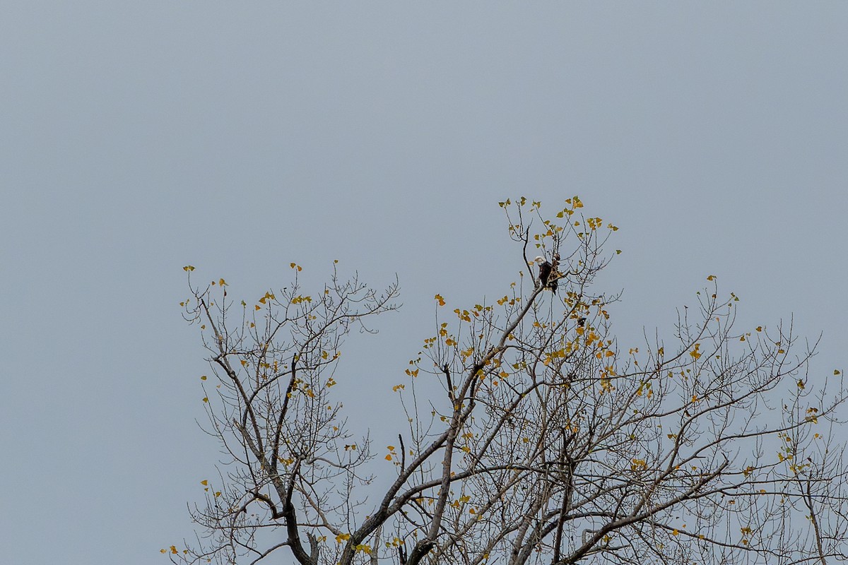 Bald Eagle - Yong Chen