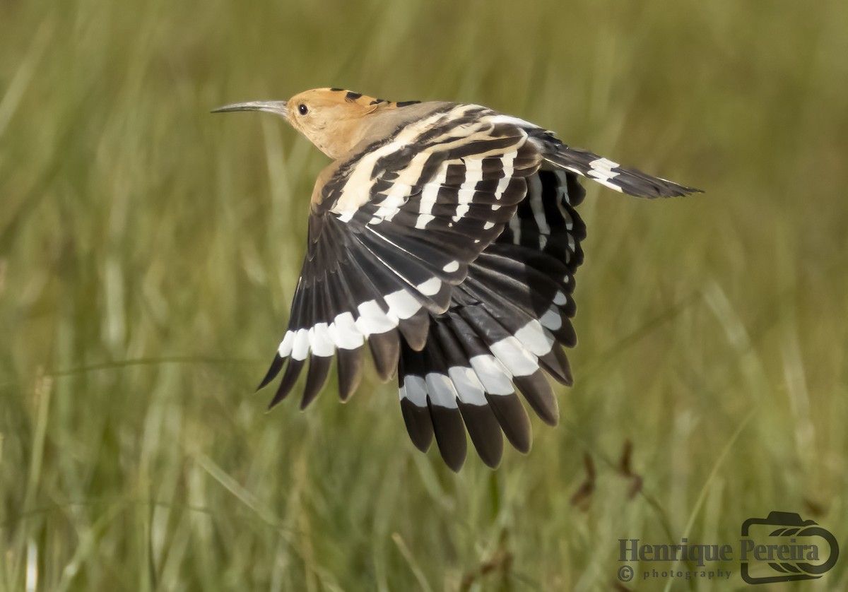 Eurasian Hoopoe - ML610671674