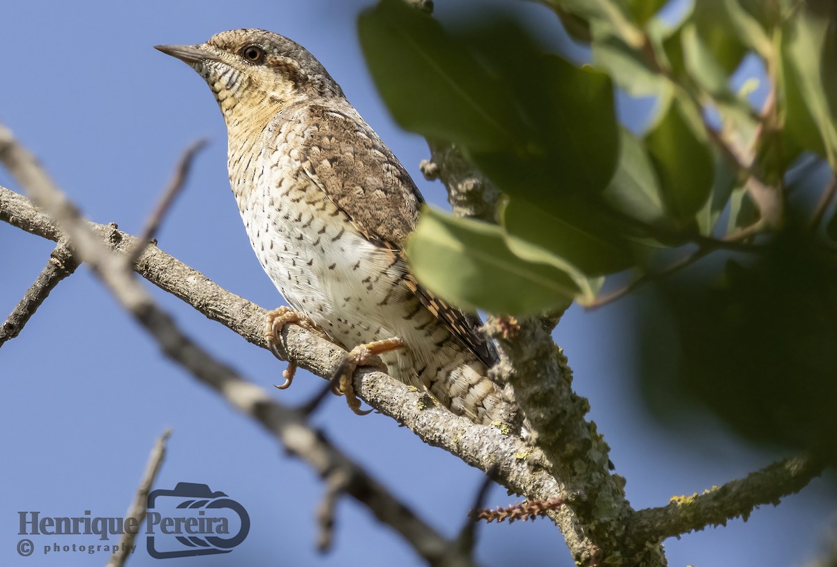 Eurasian Wryneck - ML610671679