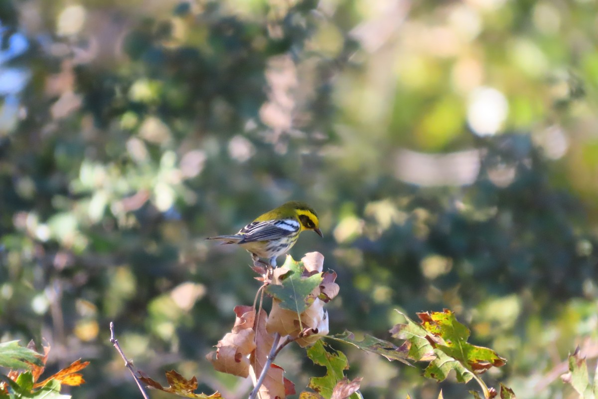Townsend's Warbler - ML610671778