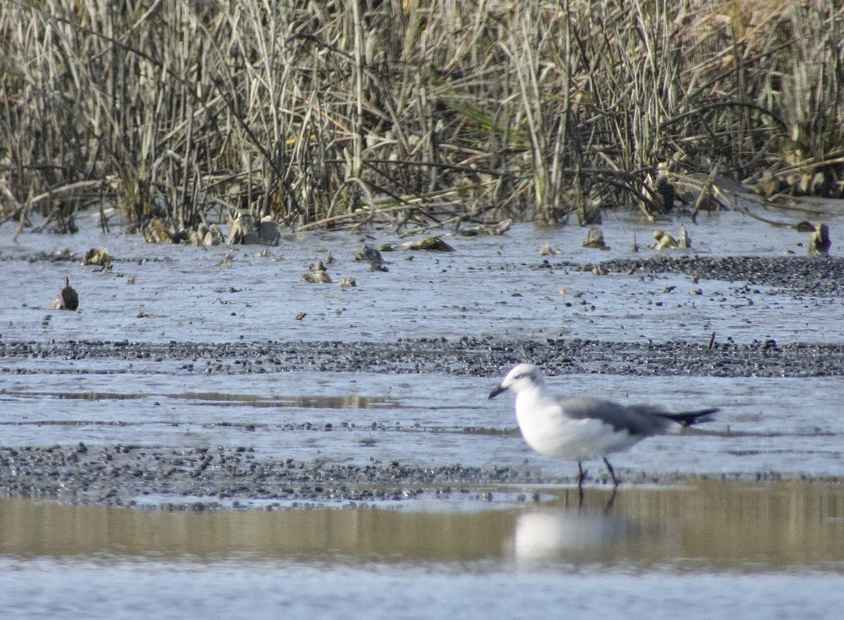 Laughing Gull - ML610671790