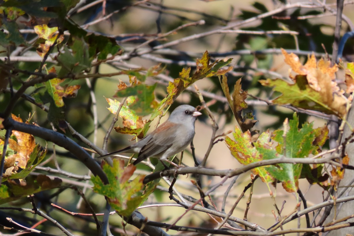 Dark-eyed Junco (Gray-headed) - ML610671791