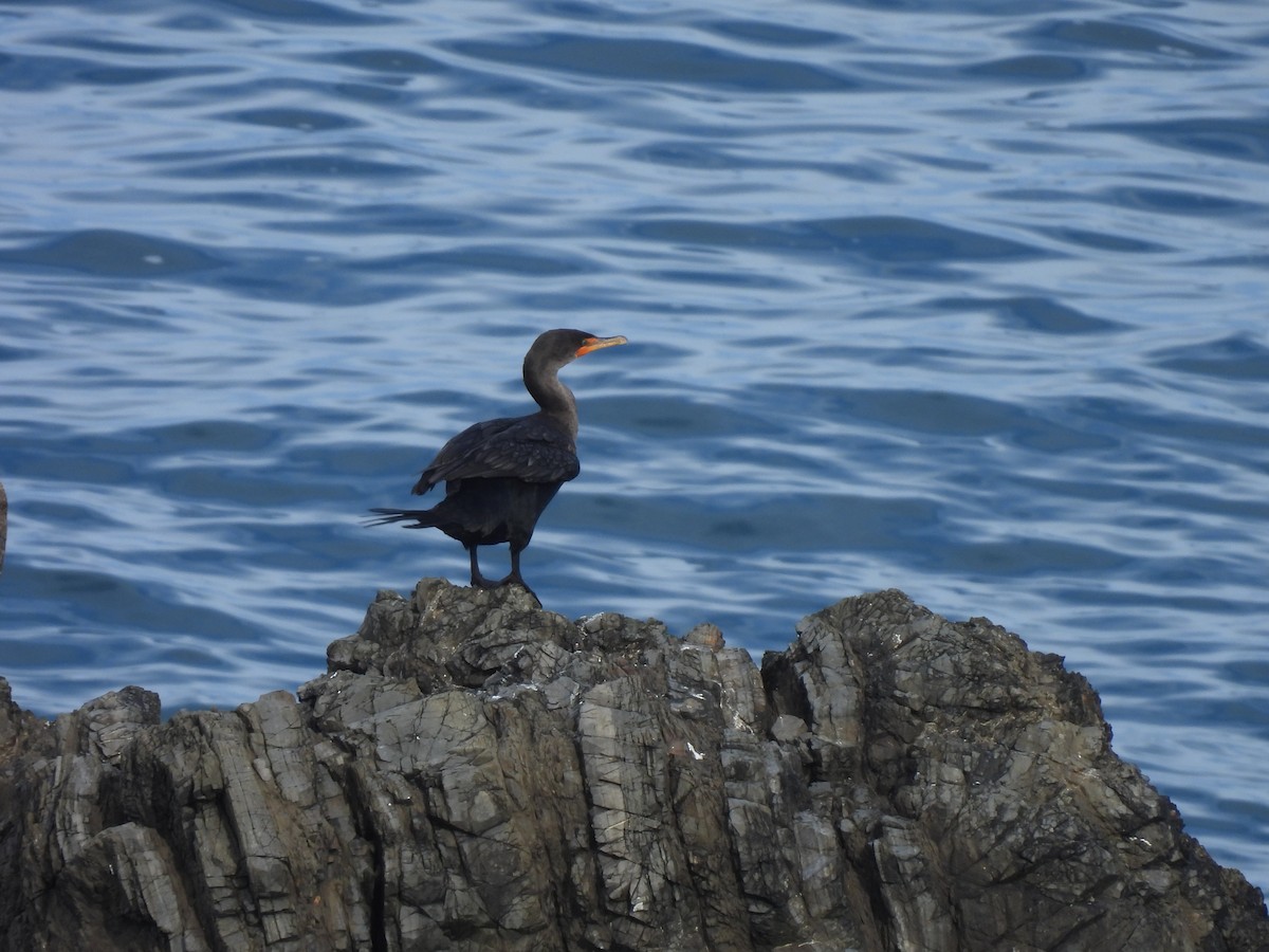 Double-crested Cormorant - Beth Whittam