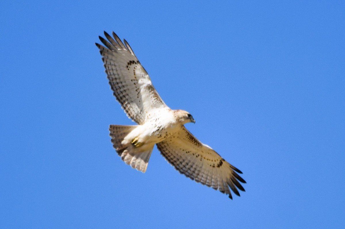 Red-tailed Hawk - Mark Greene