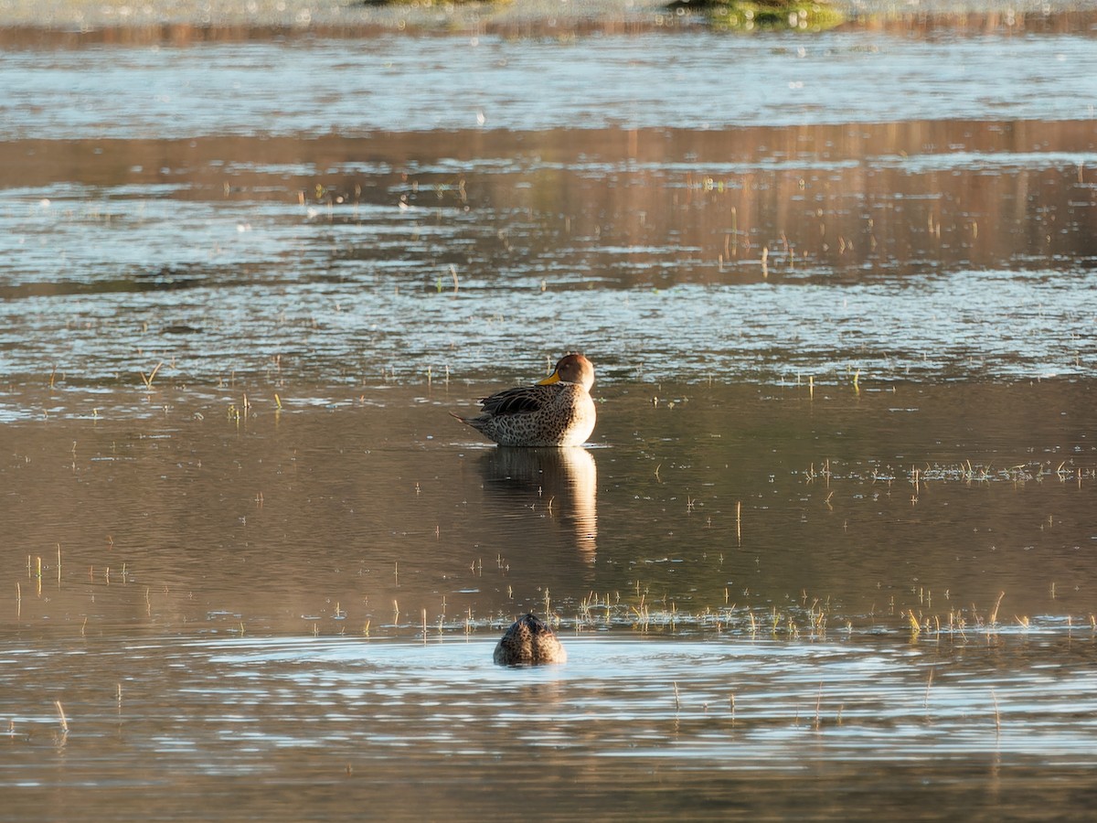 Canard à queue pointue - ML610671899