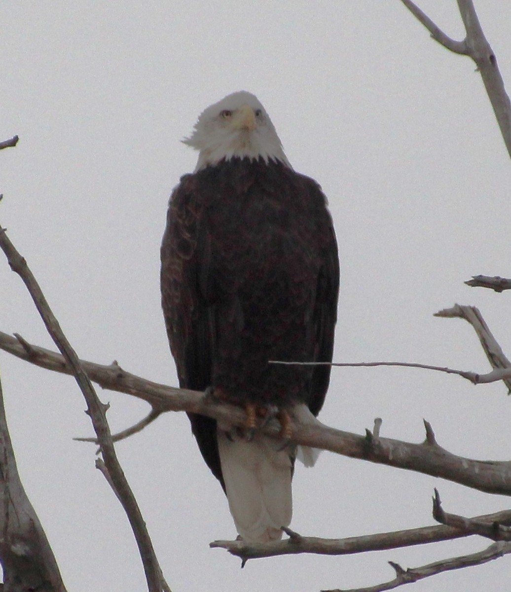 Bald Eagle - ML610671903