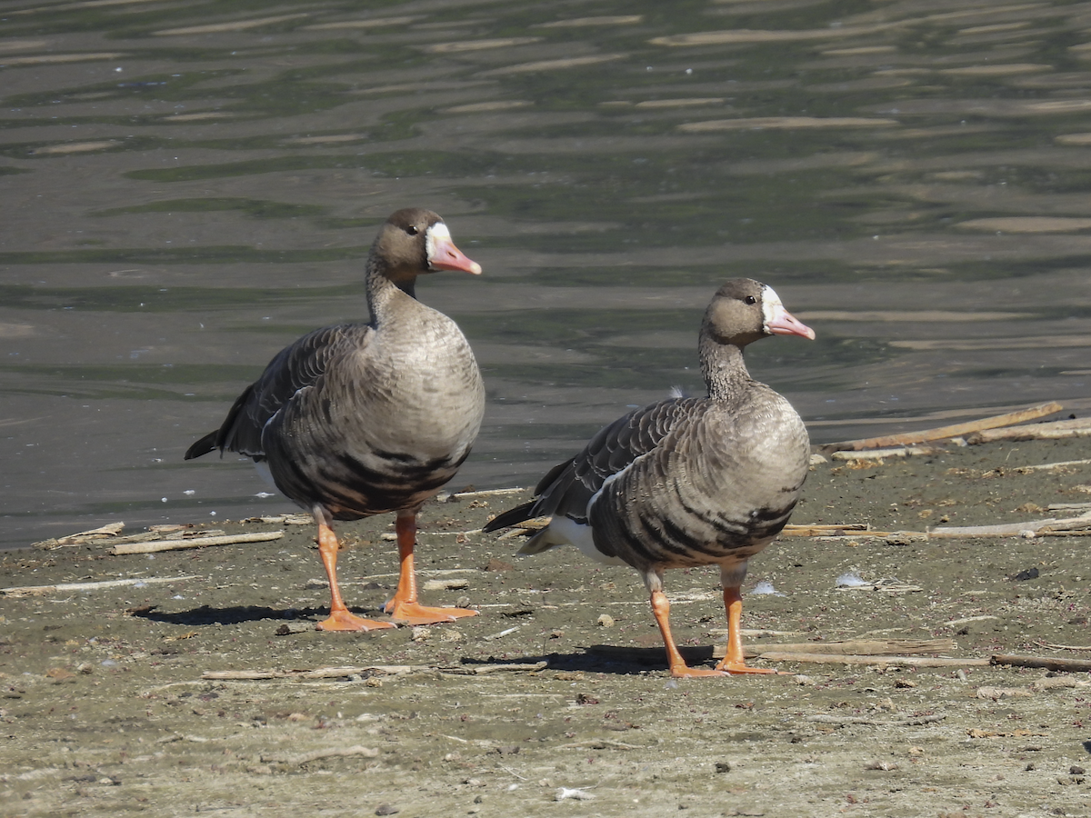 Greater White-fronted Goose - ML610671904