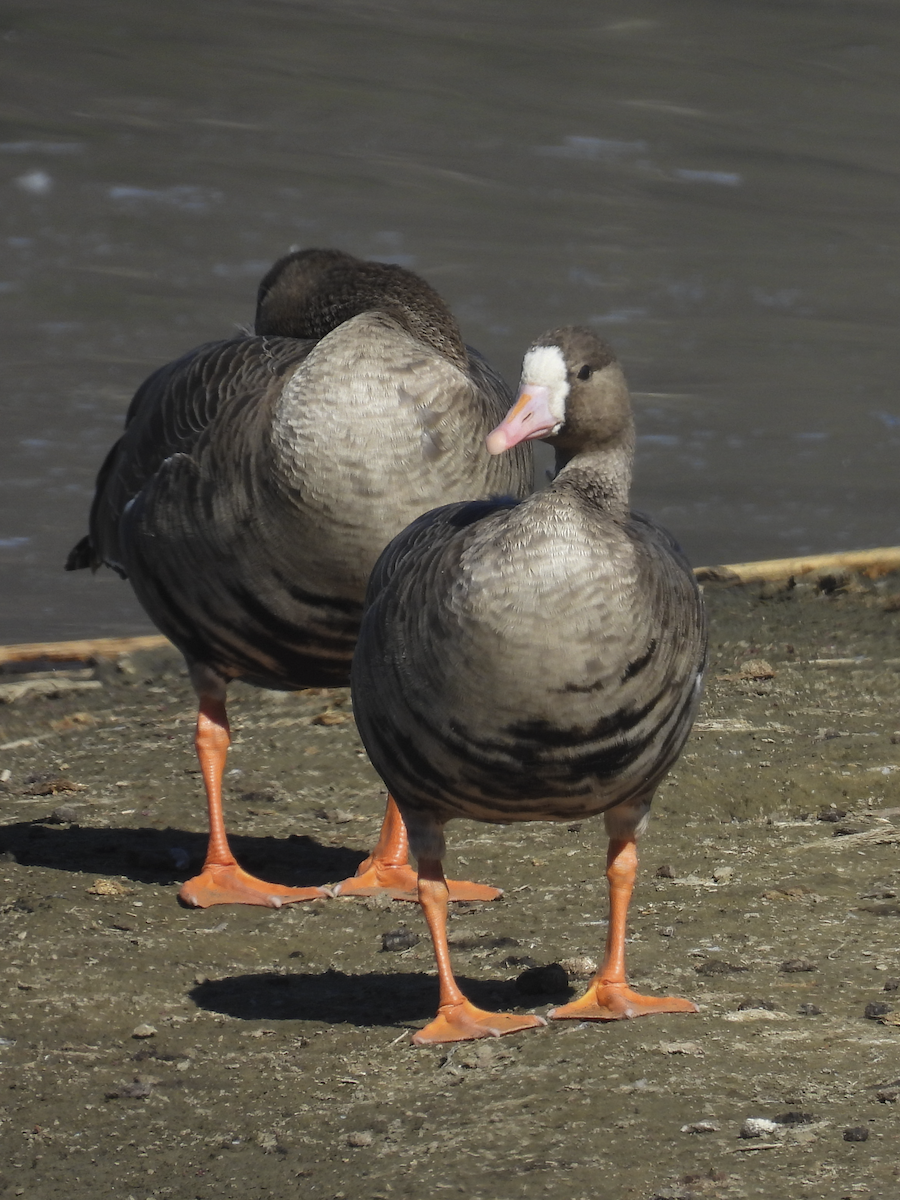 Greater White-fronted Goose - ML610671906